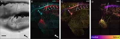 Hindbrain and Spinal Cord Contributions to the Cutaneous Sensory Innervation of the Larval Zebrafish Pectoral Fin